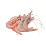 Prawn Fish