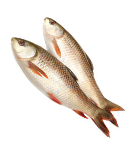 Rohu Fish